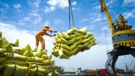 Giá gạo Việt xuất khẩu neo cao, đắt nhất thế giới